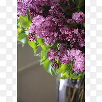紫色丁香花唯美大屏