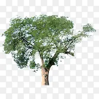 高清摄影绿色植物园林