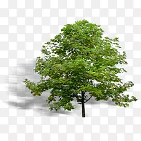 园林 景观 树木 植物