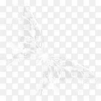 水花蝴蝶图片