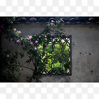 苏州园林蔷薇花壁纸