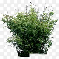 园林绿化美景效果