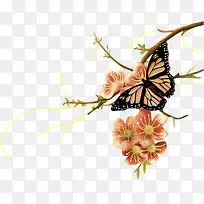 蝴蝶粉色花朵图片
