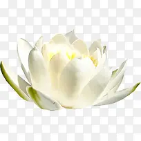 白花