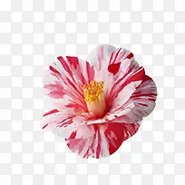 花朵