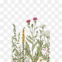 花花草草