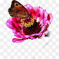 合成创意效果红色的花卉蝴蝶