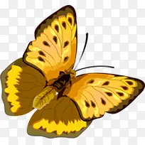 黄色花纹设计蝴蝶