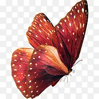 合成创意红色的花蝴蝶