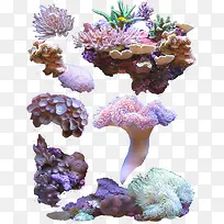 各式彩色珊瑚素材