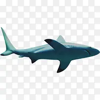 海洋鲨鱼图片素材