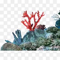 珊瑚风景素材
