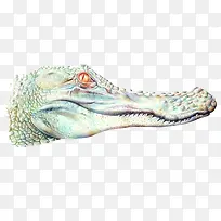 水彩鳄鱼插画