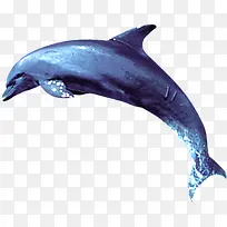 海豚海洋素材