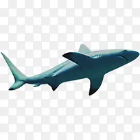鲨鱼海洋夏日素材