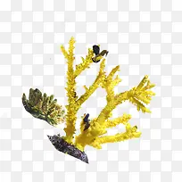 黄色珊瑚素材