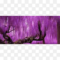 紫色树木背景