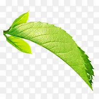 草本植物的绿色叶子