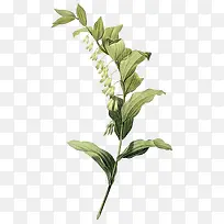 手绘植物花朵绿色叶子