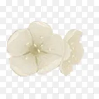 高清摄影白色的花瓣