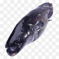 深黑斑鱼