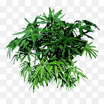 绿色植物棕竹