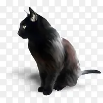 一只黑猫