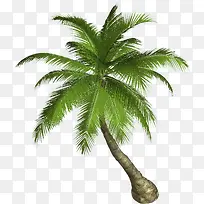一颗单独的棕榈树