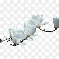 白色玉兰花免扣素材