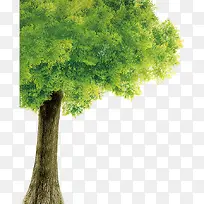 树木 植物  插画 素材