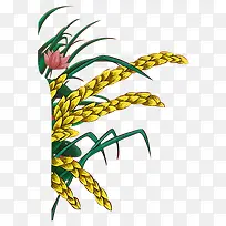 手绘插画植物水稻