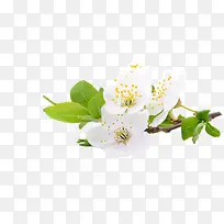 洁白的椴树花