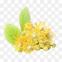 黄色的椴树花