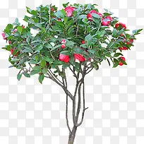 红茶花