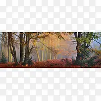彩绘树林环境渲染