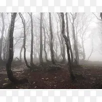 高清起雾的森林环境渲染效果合成