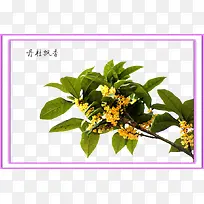 桂花茂盛