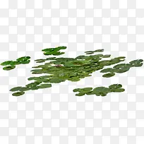 茂盛睡莲