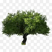 免抠透明绿色的大树