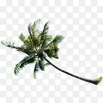 手绘海报卡通植物椰子树