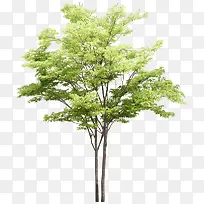 浅绿色大树立面树