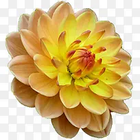 昨日黄花之菊