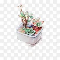 植物