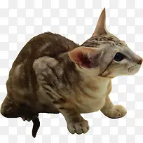 蹲着的小猫寻找东西