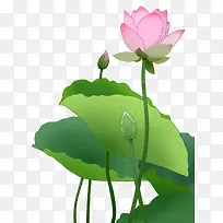 手绘植物荷花 png.