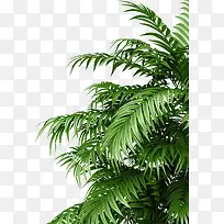植物家居生活1
