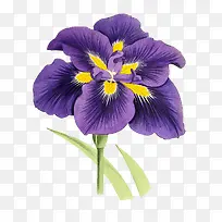紫色艳丽花朵