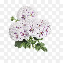白中带紫的花儿