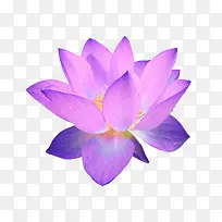 炫目紫色莲花
