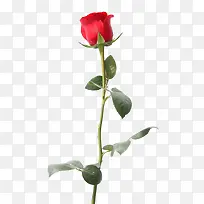 一支带刺的红玫瑰